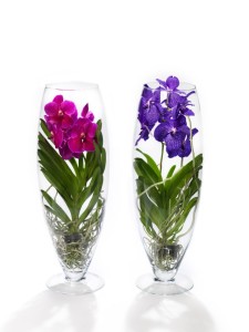 AncoAnco Orchidee
gemaakt op :19-07-2009