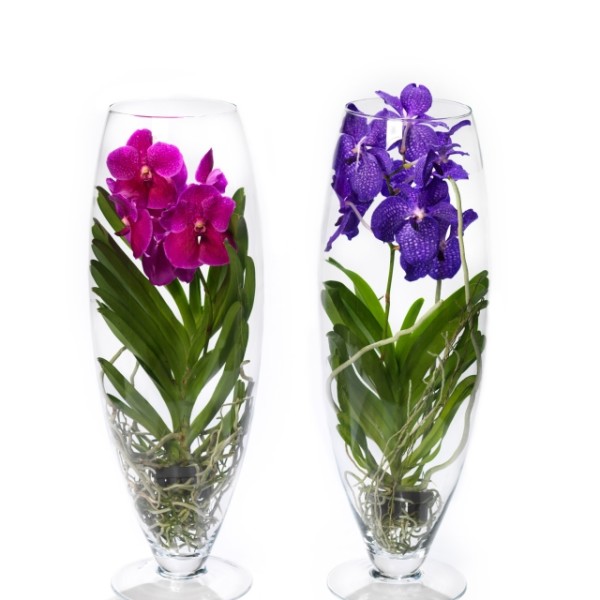 AncoAnco Orchidee
gemaakt op :19-07-2009