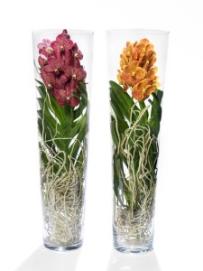 AncoAnco Orchidee
gemaakt op :19-07-2009