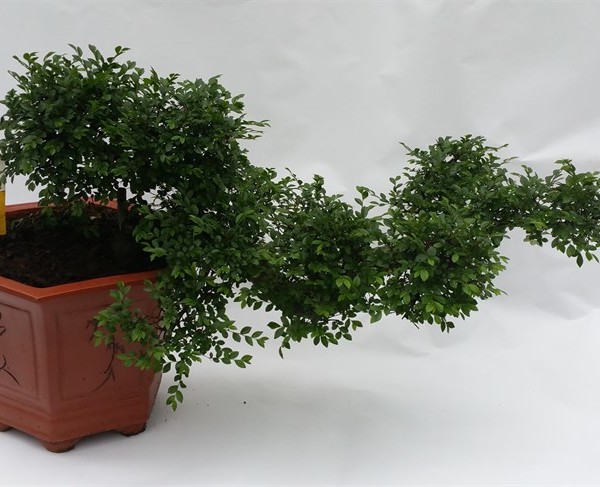 Бонсаи дзельква каскад Zelkova Cascade 45х65 (116)