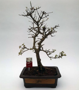 Бонсай acer buergerianum (клён трёхраздельный) 30х55 (90)
