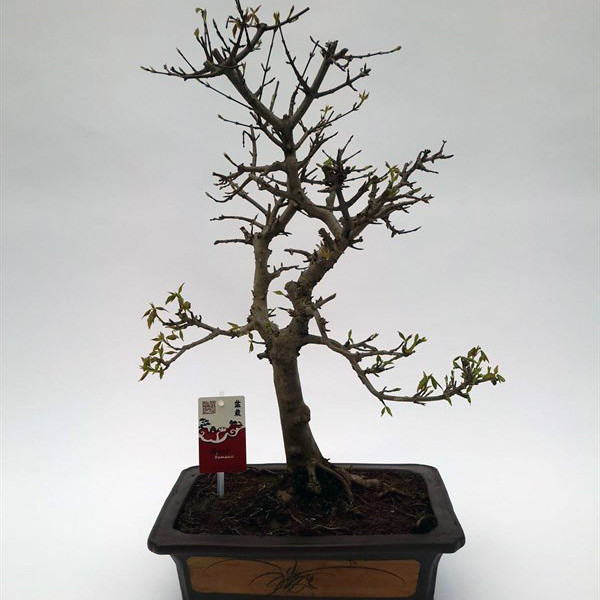 Бонсай acer buergerianum (клён трёхраздельный) 30х55 (90)