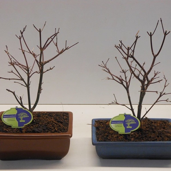 Бонсай acer palmatum (Клён дланевидный) 23х35 (49)
