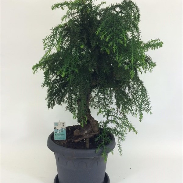 Бонсай araucaria cunninghamii 31х80 (98)