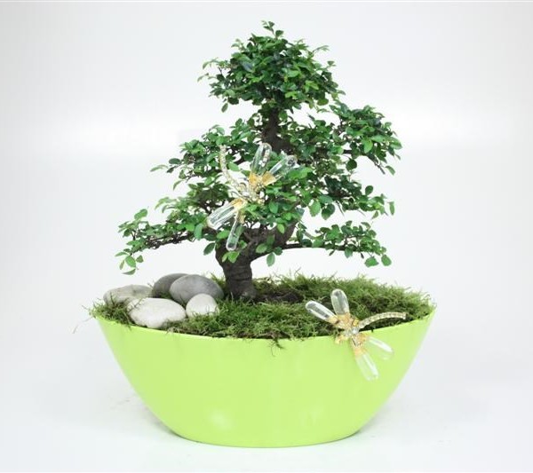 Бонсай arrangement spring весна 36х40 (45) Бонсай arrangement spring весна 36х40 (45)