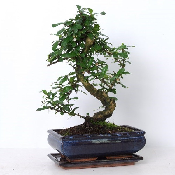 Бонсай carmona macrophylla крупнолистная 25х45 (29) Бонсай carmona macrophylla крупнолистная 25х45 (29)