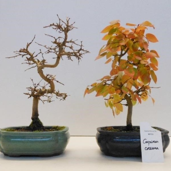 Бонсай carpinus coreana 15х30 (72)