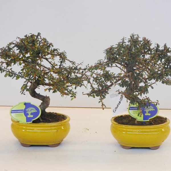 Бонсай cotoneaster (кизильник) 16х30 (52)