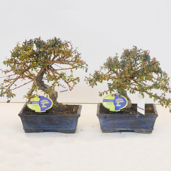 Бонсай cotoneaster (кизильник) 19х30 (80)