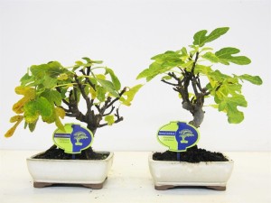 Бонсай ficus carica 16х30 (74)