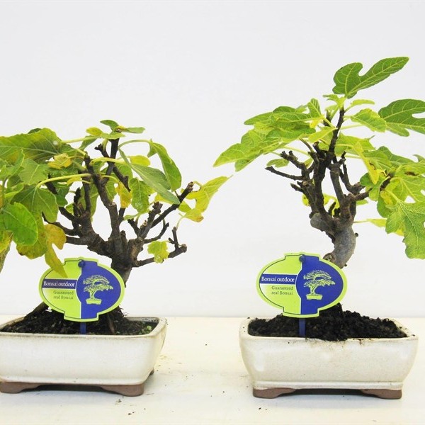 Бонсай ficus carica 16х30 (74)