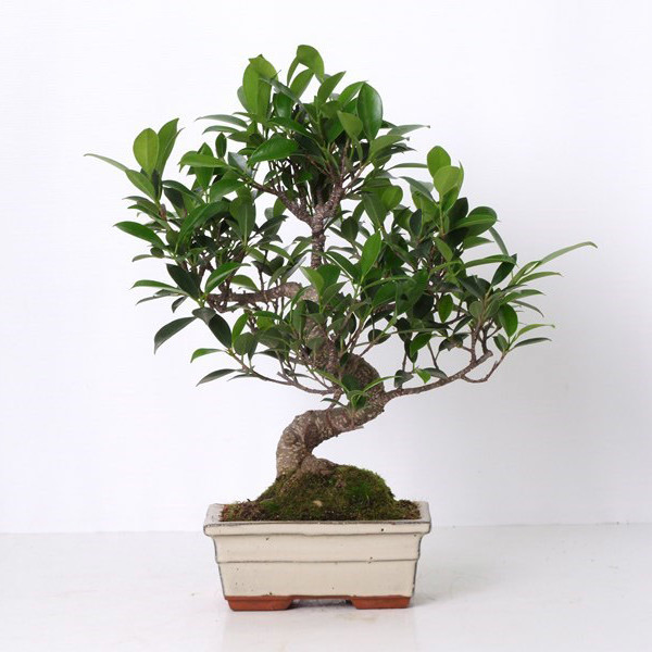 Бонсай ficus microcarpa 15х30 (87)