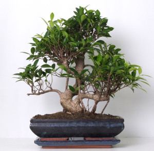Бонсай ficus microcarpa 25х42 (32)