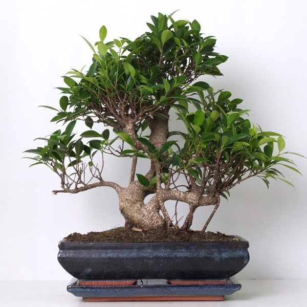 Бонсай ficus microcarpa 25х42 (32) Бонсай ficus microcarpa 25х42 (32)