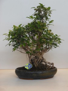 Бонсай ficus retusa (фикус ретуза) 43х70 (103)