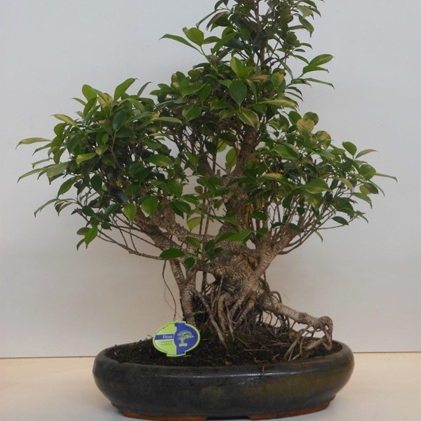 Бонсай ficus retusa (фикус ретуза) 43х70 (103)
