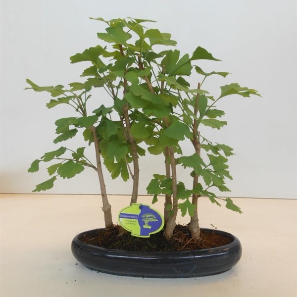 Бонсай ginkgo biloba 35х50 (71)