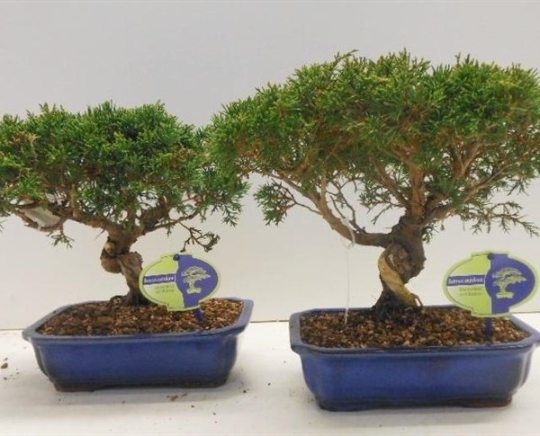 Бонсай juniperus chinensis (можжевельник китайский) 22х35 (100)
