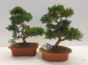 Бонсай juniperus chinensis (можжевельник китайский) 28х45 (109)