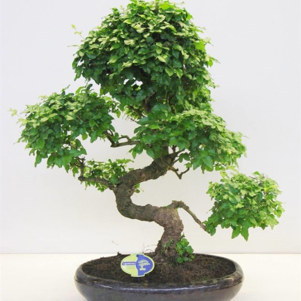 Бонсай ligustrum 45х75 (102)