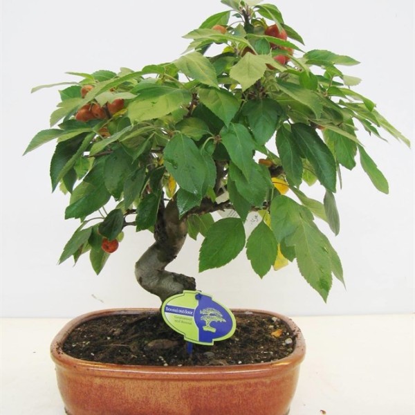 Бонсай malus cerasifera 28х45 (106)
