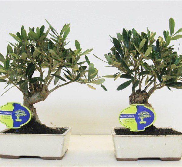 Бонсай olea 15х30 (66)