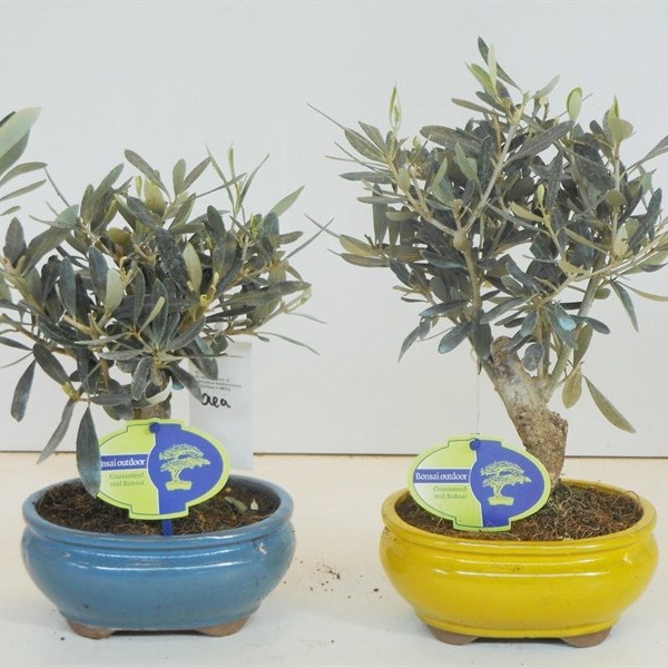 Бонсай olea 16х30 (53)