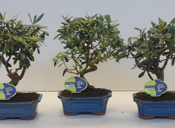 Бонсай olea 20х32 (81)