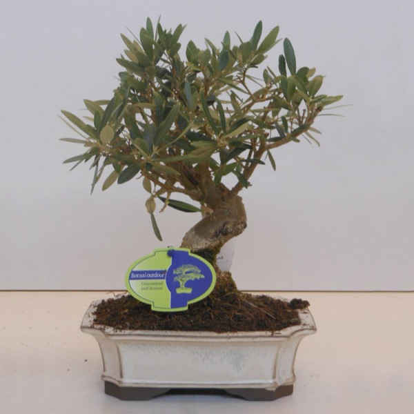 Бонсай olea 21х32 (77)
