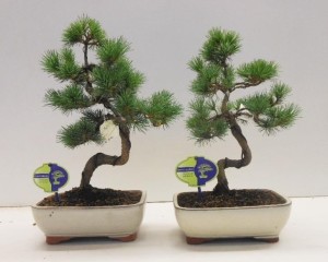 Бонсай pinus parviflora pentaphylla 21х35 (82)
