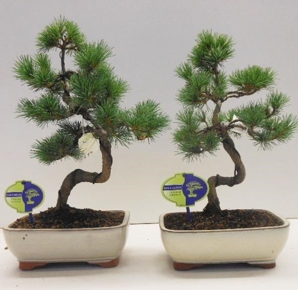 Бонсай pinus parviflora pentaphylla 21х35 (82)