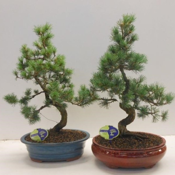 Бонсай pinus pentaphylla parviflora 31х60 (113)