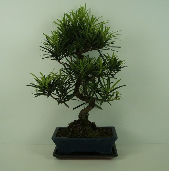 Бонсай podocarpus macrophylla 25х40 (31)