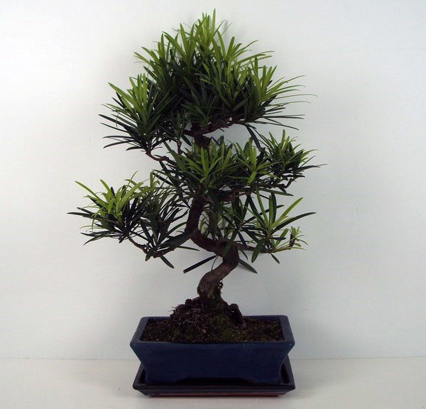 Бонсай podocarpus macrophylla (подокарп крупнолистный) 30х50 (69)