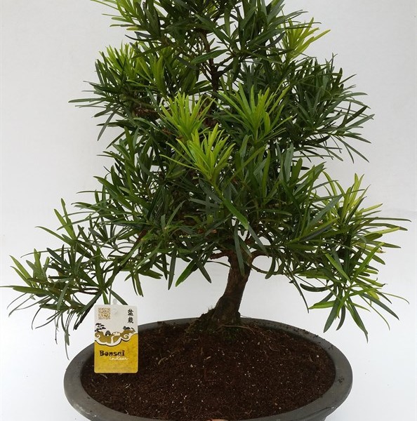 Бонсай podocarpus macrophylla (подокарп крупнолистный) 35х60 (70) Бонсай podocarpus macrophylla (подокарп крупнолистный) 35х60 (70)