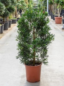 Бонсай podocarpus macrophyllus (подокарп крупнолистный) 27х100 (105)