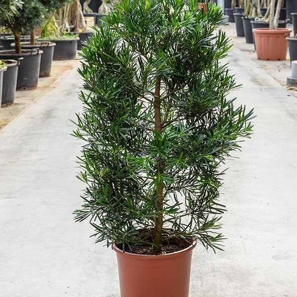 Бонсай podocarpus macrophyllus (подокарп крупнолистный) 27х100 (105) Бонсай podocarpus macrophyllus (подокарп крупнолистный) 27х100 (105)