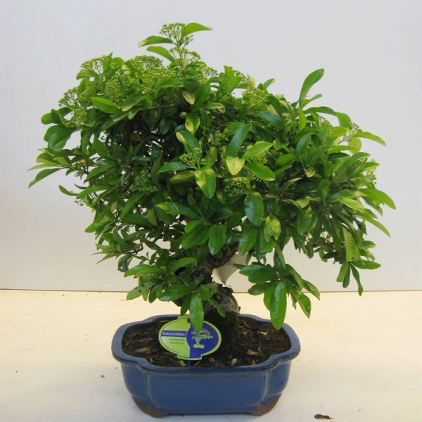 Бонсай pyracantha 26х50 (101)