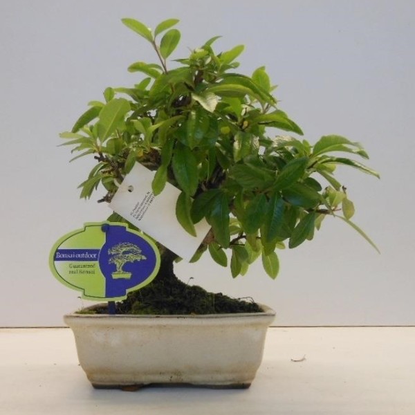 Бонсай pyracantha (пираканта) 15х30 (58)
