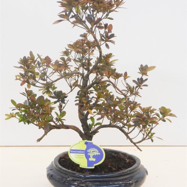 Бонсай rhododendron 23х38 (64)