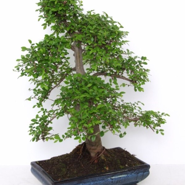 Бонсай ulmus parvifolia (вяз мелколистный) 35х56 (93)
