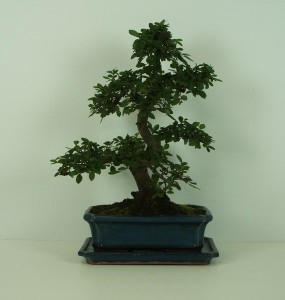 Бонсай ulmus parvifolia мелколистный 25х42 (30)