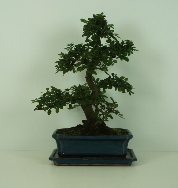Бонсай ulmus parvifolia мелколистный 25х42 (30) Бонсай ulmus parvifolia мелколистный 25х42 (30)