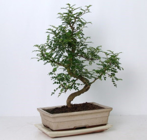 Бонсай zanthoxylum piperitum 30х45 (63)