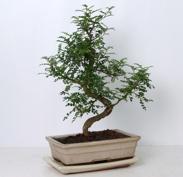 Бонсай zanthoxylum piperitum 30х45 (63) Бонсай zanthoxylum piperitum 30х45 (63)