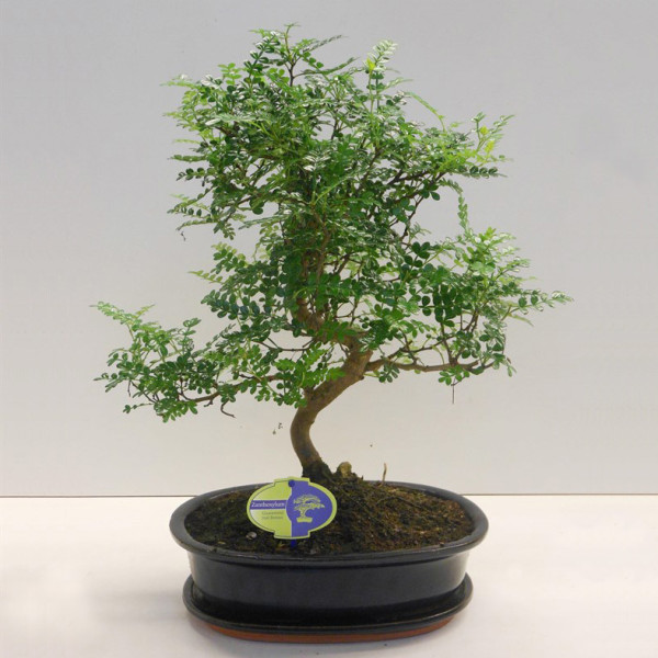 Бонсай zanthoxylum piperitum 31х55 (85)