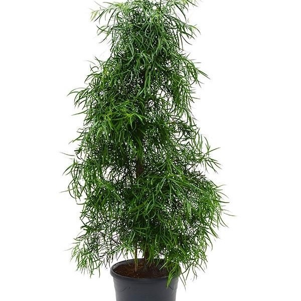 Бонсай ногоплодник (Podocarpus gracilor) 31х175 (110)