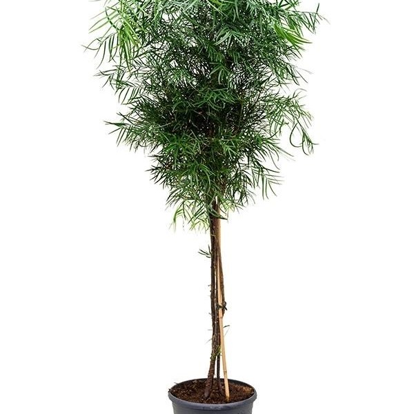Бонсай ногоплодник (Podocarpus gracilor) 31х190 (111)