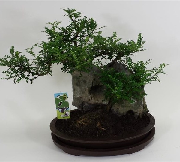 Бонсай с камнем 40х45 (112)