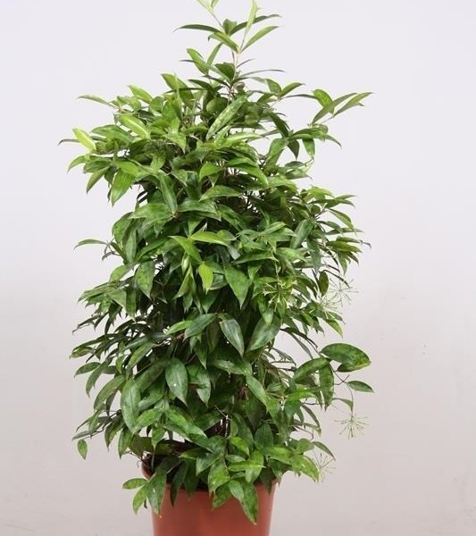 Драцена Годсефа (Dracaena surculosa) 27х110 (150)